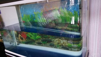 水族箱換水 維持生態(tài)平衡與魚類健康的關鍵步驟