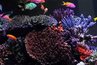 絕了！這半島布局海缸真是美絕了 打造夢幻水族箱的藝術指南