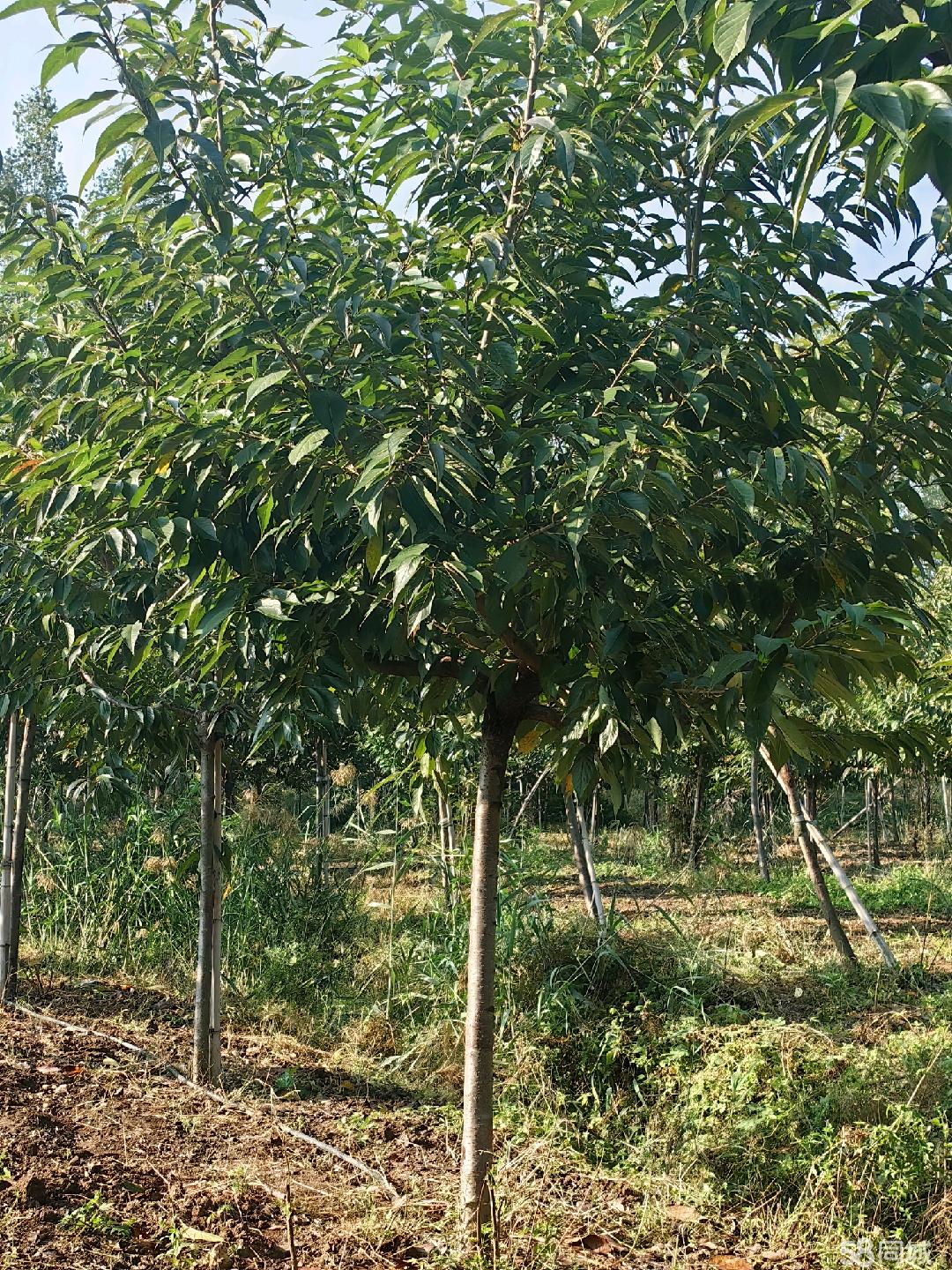 棗莊58同城 高效便捷的苗木交易平臺，助力綠色產業發展