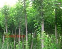 復葉槭 觀賞、綠化的優良樹種全解析