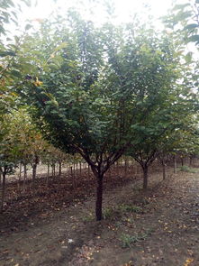 山東泰安和正苗木專業合作社 綠化苗木價格解析與選購指南